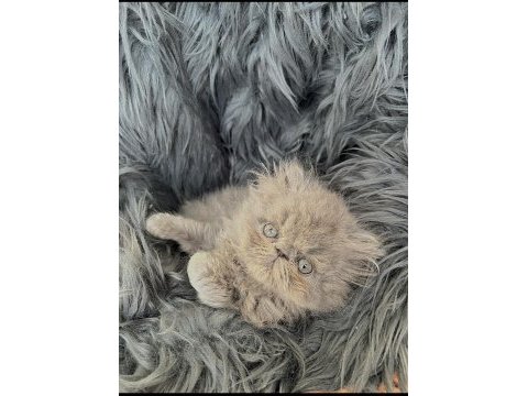 Sağlıklı safkan iran kedisi yavruları