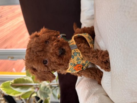 Her aileye uygun toy poodle bebekler