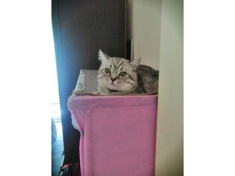 British shorthair kedimi ücretsiz sahiplendiriyorum