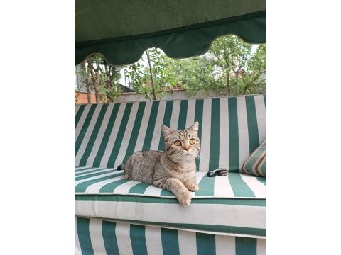 1 yaşında uysal british shorthair