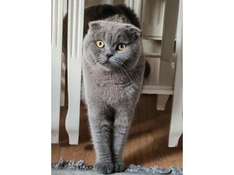 10 aylık erkek scottish fold