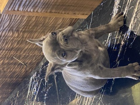 İzmirden blue french bulldog erkek yavru