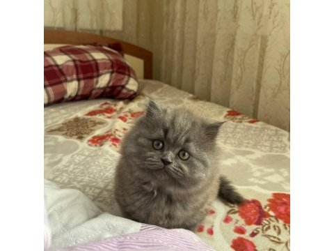 2 aylık british longhair