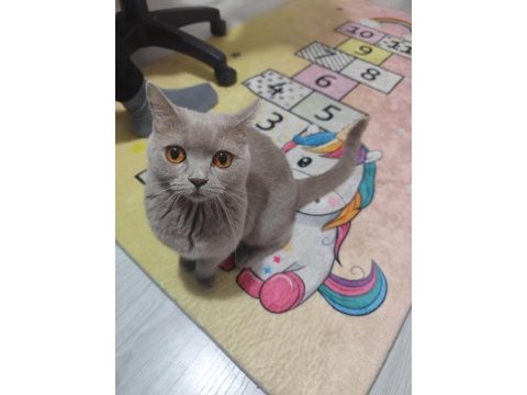 British shorthair ücretsiz