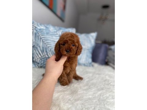 Orjinal red brown toy poodle yavrum