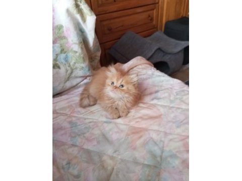 Golden british longhair erkek yavru