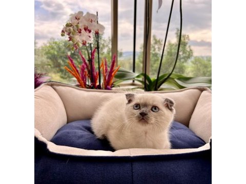Oyuncu sağlıklı british longhair yavrularım teslime hazır