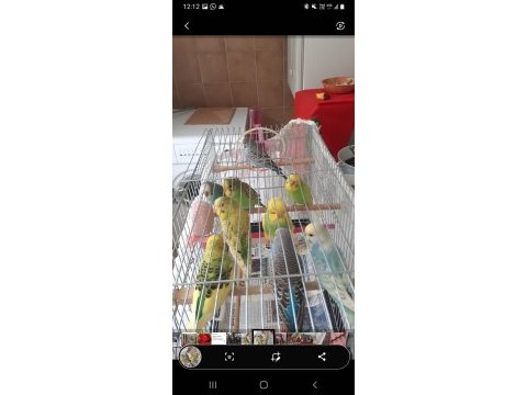 10 adet muhabbet kuşu