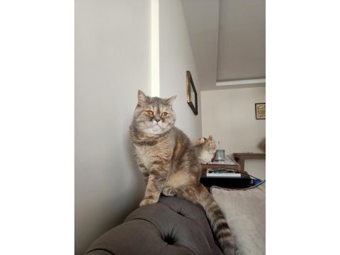 4 aylık british shorthair zorunlu sahiplendirme