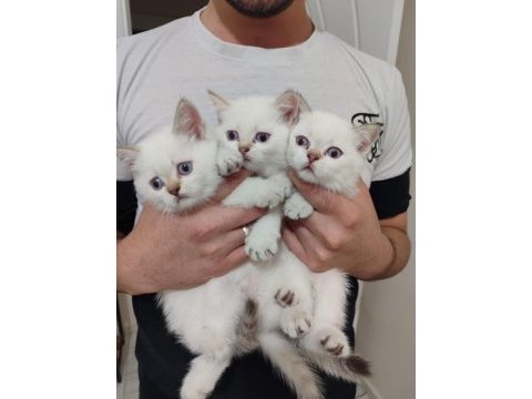Süper üst düzey scottish fold yavrular