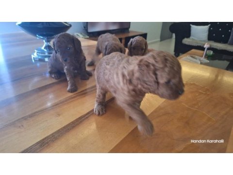 Poodle bebeklerimiz dişi erkek