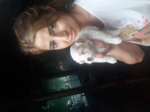 Terrier maltese bebek