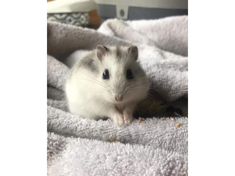 Hamster gonzales yavrularımız heryere gönderim var