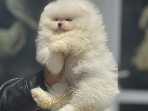 Petmode köpek çiftliğinden hazır 5 adet pomeranian 