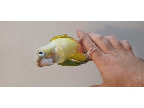 Konur papağanı bebeklerimiz