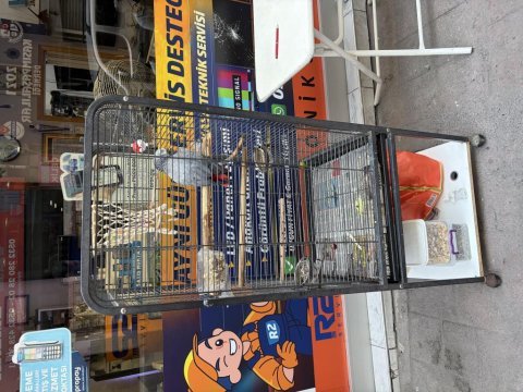 Sahiplendirme jako papağanı