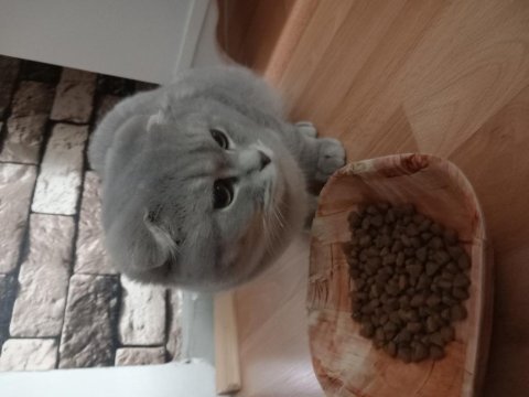 Scottish fold 7-8 aylık erkek kedimiz