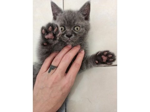 British shorthair 50 günlük
