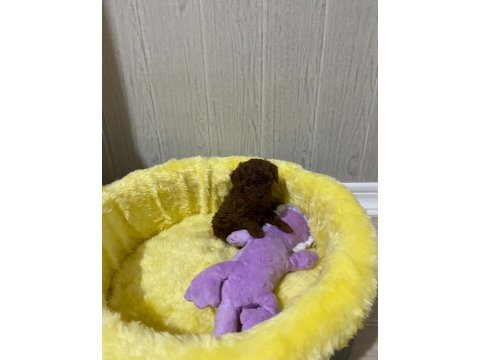 Toy poodle orijinal ev ortamında