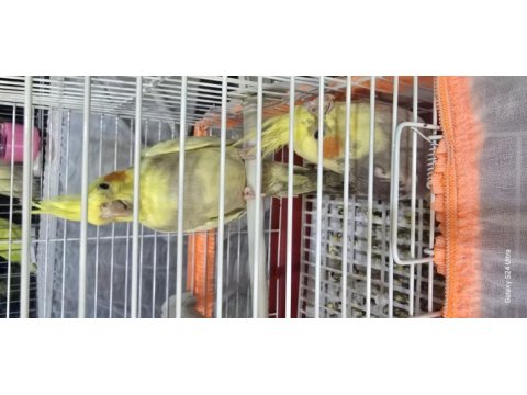 Bebek sultan papağanlar