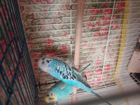 Muhabbet çift takımdır sağlıklı sorunsuz 5 yumurtası var