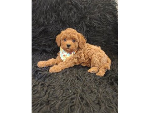 Red toy poodle erkek
