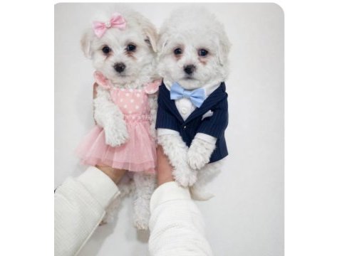 Maltese köpekler mini puppy