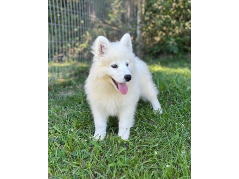 Irk garantili samoyed yavruları