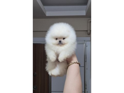 Üst kalite teacup ayıcık yüz pomeranian boo erkek