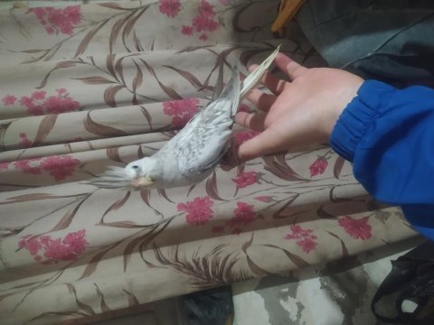Bebek sultan papağanı
