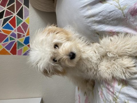 Köpeğimize yeni yuva arıyoruz