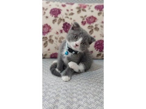 Bakmadan geçmeyin scottish fold yavrularımıza