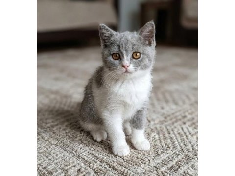 Muhteşem renk british shorthair bicolor dişi yavrular