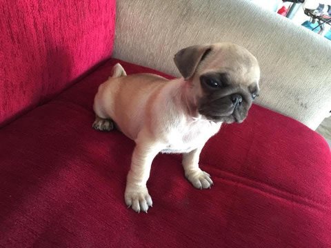 Pug mops yavrular