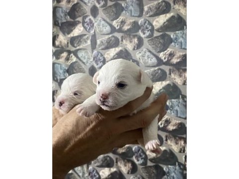 Yavru maltese terrier