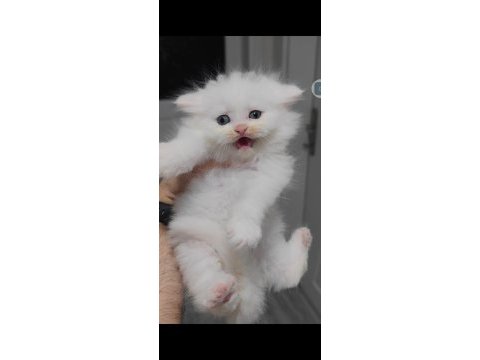 British longhair kedisi
