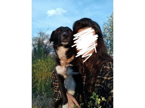 Rus finosu dişi köpeğimiz