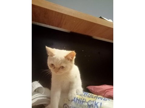 British red point
