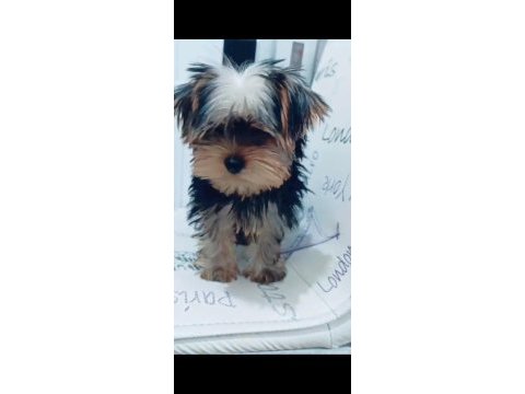 Yorkshire terrier yavrumuz
