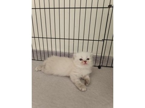 Scottish fold ve scottish straight yavrularım