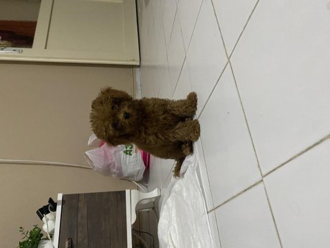 Irk ve sağlık garantili kore poodle yavru