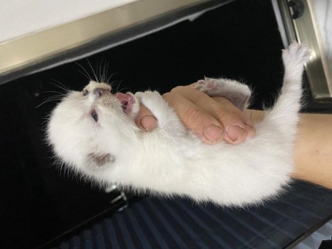 Yavru kedi
