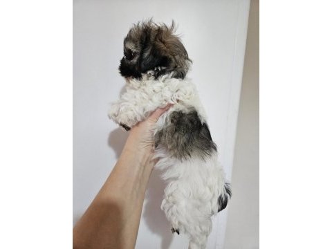 Erkek ve dişi yavru köpeğimiz