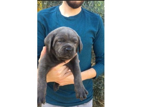 Dev anne babadan üst kalite cane corso yavrular