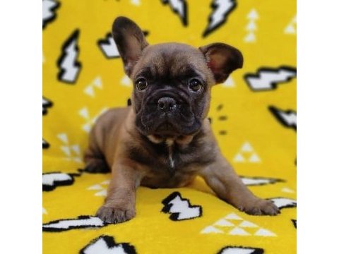 French bulldog yavruları