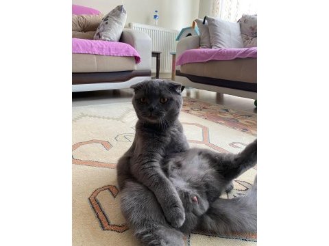 1 yaşında scottish fold