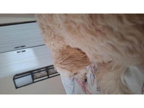 7 aylık maltipoo yavru