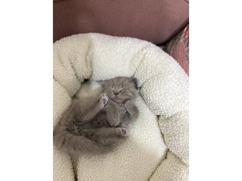 British shorthair 1.5 aylık bebekler