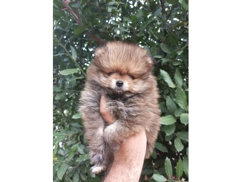Minik tatlı pomeranian bebek