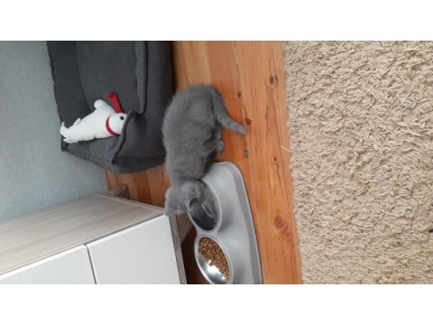 Scottish fold yavru erkek kedimiz